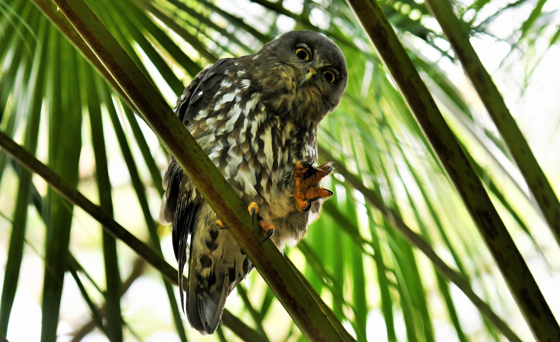 Sydney Wildlife Rescue Reptiles